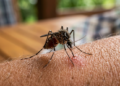 It’s not just a myth: Mosquitoes really do choose. Scientists have found out which people are unlucky and what you must not drink – Human – Science and technology