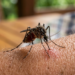 It’s not just a myth: Mosquitoes really do choose. Scientists have found out which people are unlucky and what you must not drink – Human – Science and technology