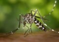 A case of Dengue fever has been confirmed in a 42-year-old man from Bangladesh, he is admitted to the Infectious Diseases Clinic