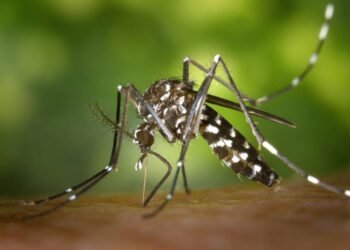 A case of Dengue fever has been confirmed in a 42-year-old man from Bangladesh, he is admitted to the Infectious Diseases Clinic