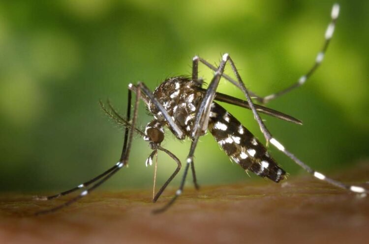 A case of Dengue fever has been confirmed in a 42-year-old man from Bangladesh, he is admitted to the Infectious Diseases Clinic