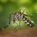 A case of Dengue fever has been confirmed in a 42-year-old man from Bangladesh, he is admitted to the Infectious Diseases Clinic