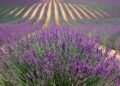 Lavender Cultivation Shrinks despite Rising Demand from the Food Industry