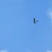 Russia: 30 drones were shot down in the Leningrad region