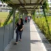 How Singapore’s covered walkways could help shape Ho Chi Minh City’s public transportation future