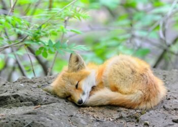 Teenagers who abused a fox cub in Nurobod were fined for extreme cruelty