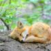 Teenagers who abused a fox cub in Nurobod were fined for extreme cruelty