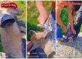 Monsters again: videos of cruel abuse of a fox cub appeared in the Tajik segment of social networks