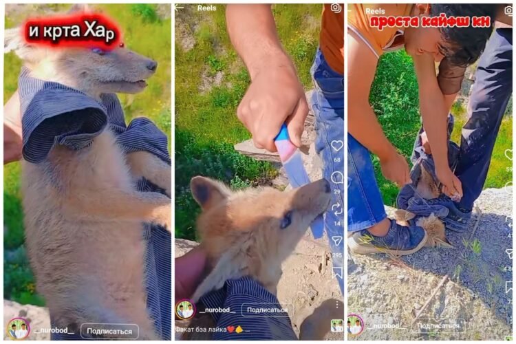 Monsters again: videos of cruel abuse of a fox cub appeared in the Tajik segment of social networks
