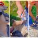 Monsters again: videos of cruel abuse of a fox cub appeared in the Tajik segment of social networks