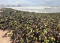 Water hyacinths, marine debris overwhelm tourist beaches in Ho Chi Minh City