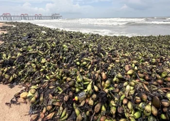 Water hyacinths, marine debris overwhelm tourist beaches in Ho Chi Minh City