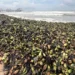 Water hyacinths, marine debris overwhelm tourist beaches in Ho Chi Minh City