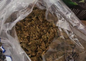 More than 17 kilograms of marijuana are seized in Kaçanik