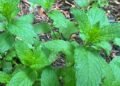 For a soothing cup of herbal tea, here’s how to grow and prepare your own herbs | Health