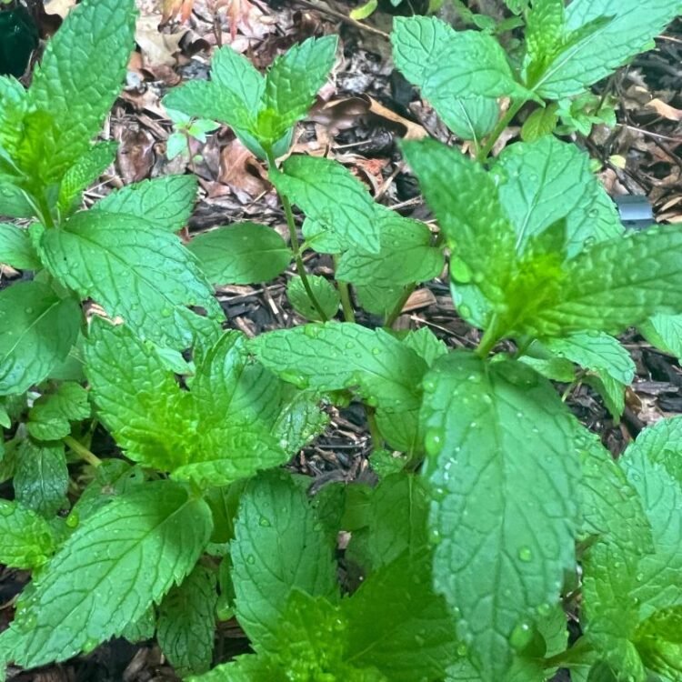 For a soothing cup of herbal tea, here’s how to grow and prepare your own herbs | Health