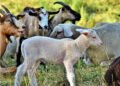 The Romanian sheep arrived in Algeria in just two and a half hours. More than 4000 sheep were transported by plane for the first time