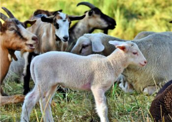The Romanian sheep arrived in Algeria in just two and a half hours. More than 4000 sheep were transported by plane for the first time