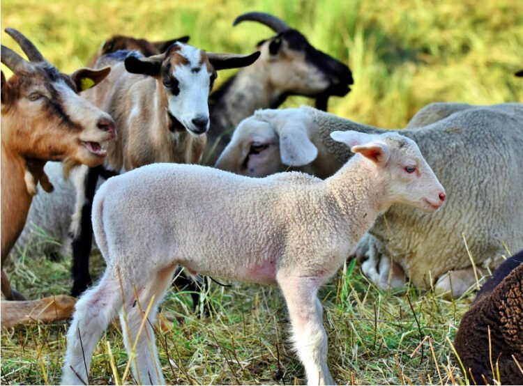 The Romanian sheep arrived in Algeria in just two and a half hours. More than 4000 sheep were transported by plane for the first time