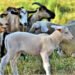 The Romanian sheep arrived in Algeria in just two and a half hours. More than 4000 sheep were transported by plane for the first time