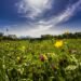 Summer comes earlier in Romania this week. When will the thermometers reach 33 degrees for the first time in 2026