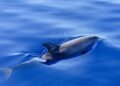Dozens of dead dolphins on the Romanian coast. Specialists have not yet found a definite explanation for the increasingly worrying phenomenon
