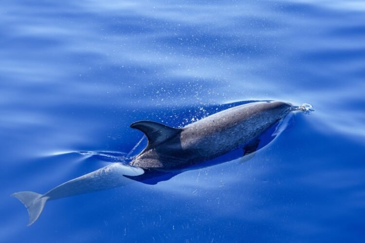 Dozens of dead dolphins on the Romanian coast. Specialists have not yet found a definite explanation for the increasingly worrying phenomenon