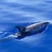 Dozens of dead dolphins on the Romanian coast. Specialists have not yet found a definite explanation for the increasingly worrying phenomenon
