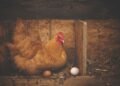 Bird flu puts Australia on alert. Several seabirds, found dead in isolated areas