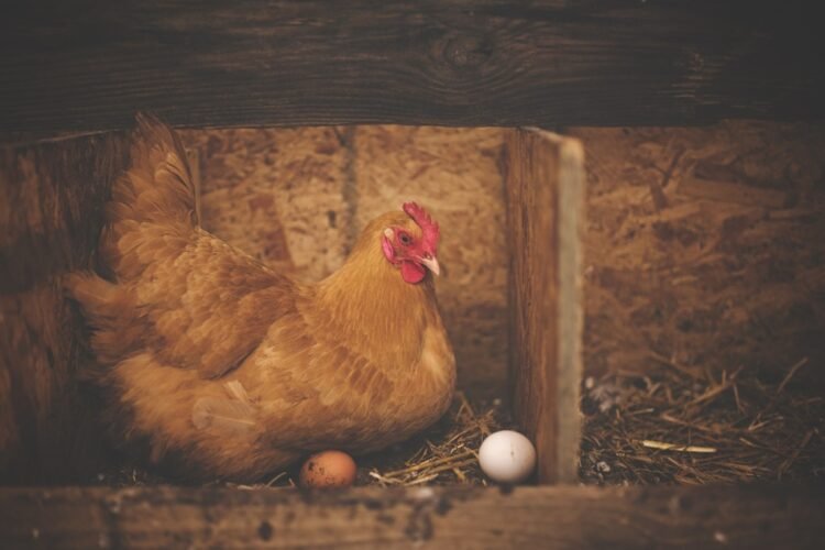 Bird flu puts Australia on alert. Several seabirds, found dead in isolated areas