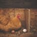 Bird flu puts Australia on alert. Several seabirds, found dead in isolated areas