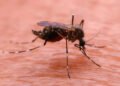 Mosquito – invader in Europe