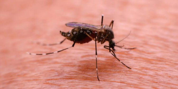 Mosquito – invader in Europe