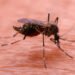 Mosquito – invader in Europe