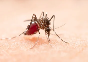 With summer came annoying mosquitoes, these are the best tricks to protect yourself
