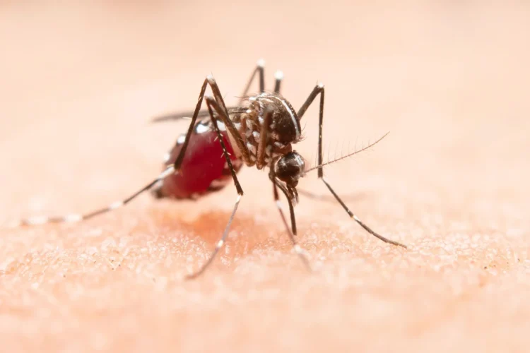 With summer came annoying mosquitoes, these are the best tricks to protect yourself