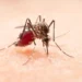 With summer came annoying mosquitoes, these are the best tricks to protect yourself