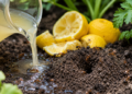 Did the ants move in among the vegetables? Forget about chemicals in a raised bed – these tricks will make them go away – Garden – Garden