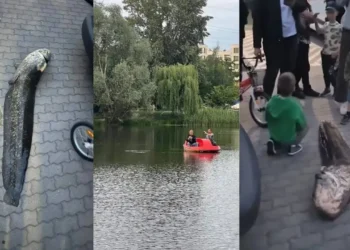 Caught a Legendary Fish from a Warsaw Lake. Police Detain Suspect [VIDEO]