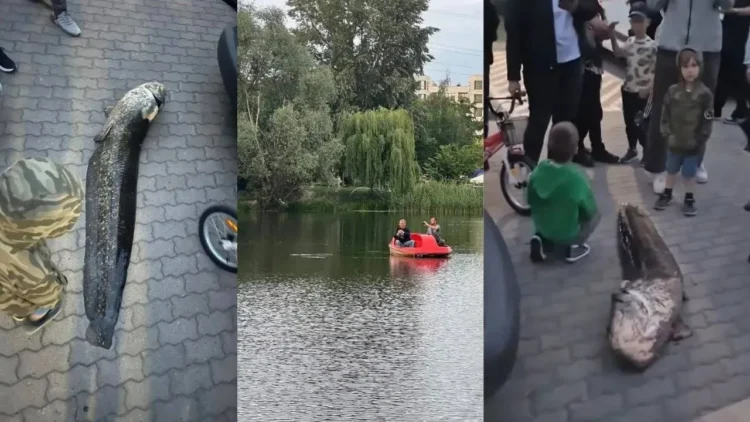 Caught a Legendary Fish from a Warsaw Lake. Police Detain Suspect [VIDEO]