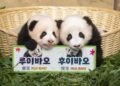 Rui Bao and Hui Bao may return to China this winter