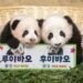 Rui Bao and Hui Bao may return to China this winter