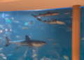 No more great white with your flat white: Cafe’s rescued shark released early after going viral