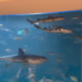 No more great white with your flat white: Cafe’s rescued shark released early after going viral