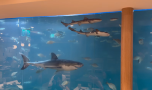 No more great white with your flat white: Cafe’s rescued shark released early after going viral