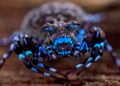 Fluorescent spider and armored cricket among incredible discoveries in Angola