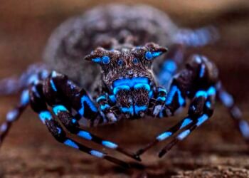 Fluorescent spider and armored cricket among incredible discoveries in Angola