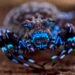 Fluorescent spider and armored cricket among incredible discoveries in Angola