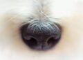 Bobtail from Hungary Crowned World’s Most Beautiful Dog