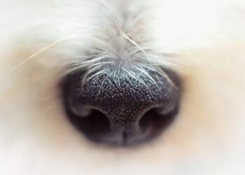 Bobtail from Hungary Crowned World’s Most Beautiful Dog